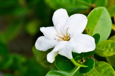 Cape yasemin, Gardenya augusta veya Gardenya yasemin veya Gardenya taitensis cennet kokusu veya RUBIACEAE veya beyaz çiçek