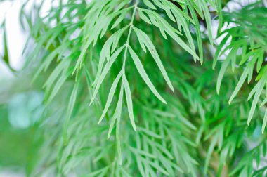 Bahçede Grevillea veya Grevillea robusta, Silky Oak veya Australian Silver Oak veya Silk Oak veya Silky Oak