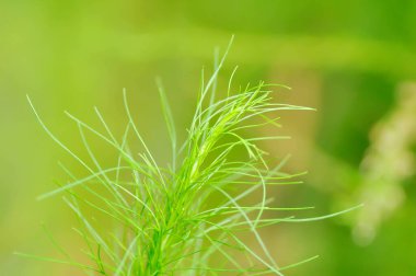 Köpek rezene, köpek rezenesi ya da Eupatorium kapilyumu ya da sahte dereotu ağacı veya Asteraceae ve çiçek.