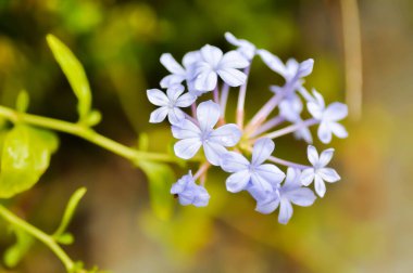 Cape Leadwort, PLUMBAGINACEAE veya Plumbago auriculata Lam ve yağmur damlası veya çiy damlası