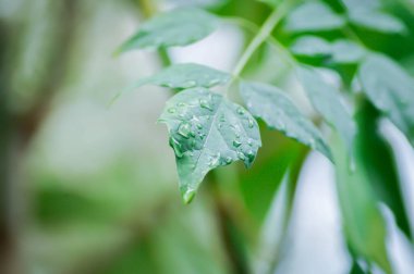 Mantar ağacı, Hint mantar ağacı veya Millingtonia hortensis Linn veya BIGNONIACEAE ve yağmur damlası veya çiy damlası