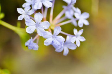 Cape Leadwort, PLUMBAGINACEAE veya Plumbago auriculata Lam ve yağmur damlası veya çiy damlası