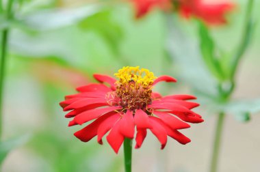 Zinnia ihlali Cav, Z ihlali veya Plantae, Asteraceae veya Magnoliopsida veya Zinnia ihlali veya kırmızı çiçek ve bahçede bir arı
