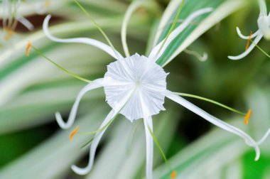 Beach Spider Lily, Giant Lily veya Hymenocallis littoralis veya Hymenocallis littoralis Salisb veya Spider Lily veya amiaryllidaceae veya bahçede beyaz çiçek