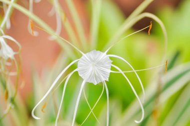 Beach Spider Lily, Giant Lily veya Hymenocallis littoralis veya Hymenocallis littoralis Salisb veya Spider Lily veya amiaryllidaceae veya bahçede beyaz çiçek