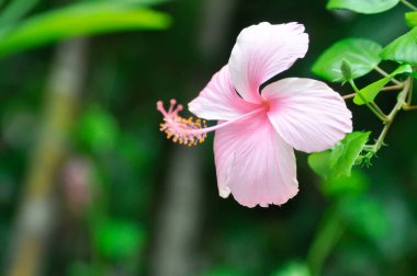 Çin gülü veya Hibiscus veya Hibiscus rosa sinensis veya Hibisceae veya Malvaceae, pembe amber çiçeği veya pembe çiçek