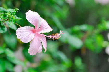 Çin gülü veya Hibiscus veya Hibiscus rosa sinensis veya Hibisceae veya Malvaceae, pembe amber çiçeği veya pembe çiçek