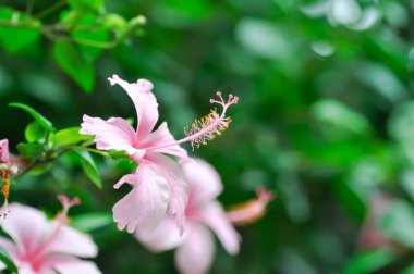 Çin gülü veya Hibiscus veya Hibiscus rosa sinensis veya Hibisceae veya Malvaceae, pembe amber çiçeği veya pembe çiçek