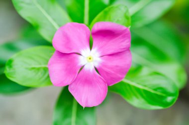 Catharanthus Roseus G Don, APOCYNACEAE veya Madagaskar menekşesi veya Vinca veya Yaşlı Kız kurusu veya pembe çiçek