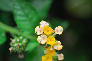 Lantana camara L, altın kumaş ya da çit çiçeği ya da Lantana ya da ağlayan lantana ya da beyaz adaçayı ya da VerbENACEAE ya da bahçedeki sarı çiçek