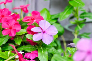 Catharanthus Roseus G Don, APOCYNACEAE veya Madagaskar menekşesi veya Vinca veya Yaşlı Kız kurusu veya pembe çiçek