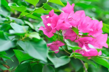 Bougainvillea ya da kağıt çiçek, kırmızı kağıt çiçek ya da fuşya çiçeği