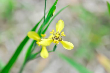 Sarı yürüyen iris veya IRIDACEAE, Neomarica longifolia Link ve Otto Sprague veya sarı süsen veya trimezia çiçeği