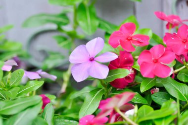 Catharanthus Roseus G Don, APOCYNACEAE veya Madagaskar menekşesi veya Vinca veya Yaşlı Kız kurusu veya pembe çiçek