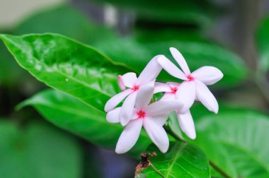 Kopsia fruticosa Kerr A DC, Kopsia fruticosa Roxb A DC veya APOCYNACEAE veya bahçede pembe çiçek