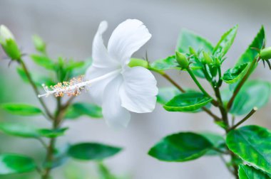 Çin gülü veya Hibiscus veya Hibiscus rosa sinensis veya Hibisceae veya Malvaceae, beyaz amber çiçeği veya beyaz çiçek