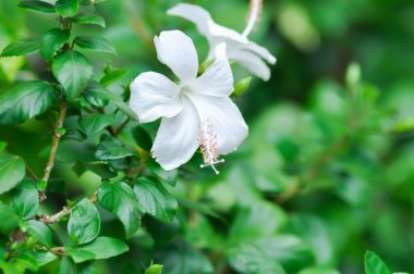Çin gülü veya Hibiscus veya Hibiscus rosa sinensis veya Hibisceae veya Malvaceae, beyaz amber çiçeği veya beyaz çiçek