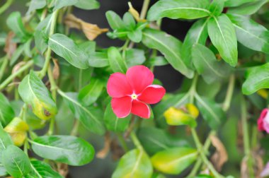 Catharanthus Roseus G Don, APOCYNACEAE veya Madagaskar menekşesi veya Vinca veya yaşlı kız kurusu veya kırmızı çiçek