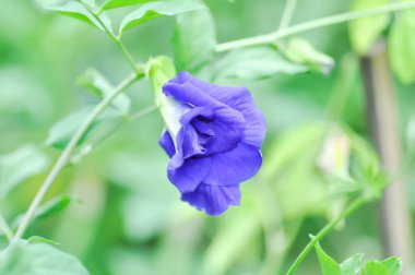 Kelebek, bezelye, mavi bezelye çiçeği veya Klitorya ternatea L veya FABACEAE veya LEGUMINOSAE veya FABOIDEAE veya PAPILIONOIDEAE veya PAPILIONACEAE veya Mor çiçek veya Mor bezelye çiçeği veya bahçede mavi bezelye