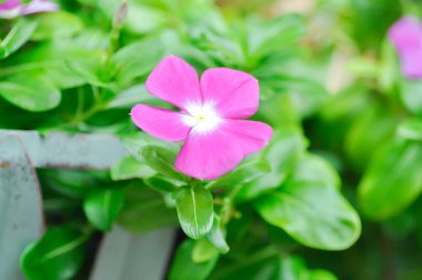 Catharanthus Roseus G Don, APOCYNACEAE veya Madagaskar menekşesi veya Vinca veya Yaşlı Kız kurusu veya pembe çiçek