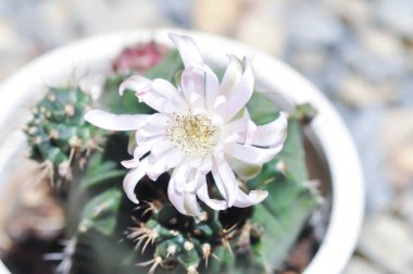 Gymnocalycium, Gymnocalycium mihanovichii veya gymnocalycium mihanovichii çiçekli veya pembe çiçekli