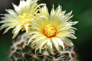 Thelocactus setispinus ya da Ferocactus hamatacanthus, Minyatür Fıçı Kaktüsü çiçeği ya da sarı çiçek ya da kaktüs çiçeği