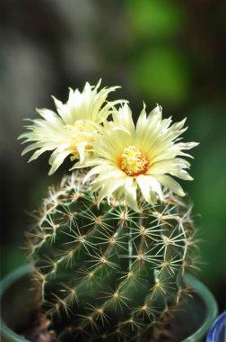 Thelocactus setispinus ya da Ferocactus hamatacanthus, Minyatür Fıçı Kaktüsü çiçeği ya da sarı çiçek ya da kaktüs çiçeği