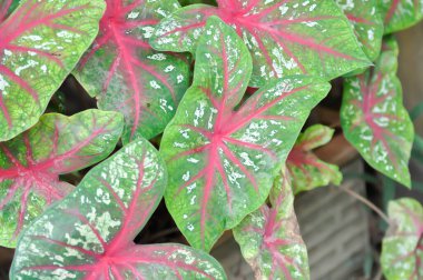 Caladium, Caladium Bicolor Vent ya da Caladium bicolor ya da bicolor fabrikası