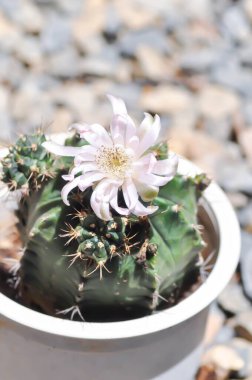 Gymnocalycium, Gymnocalycium mihanovichii veya gymnocalycium mihanovichii çiçekli veya pembe çiçekli