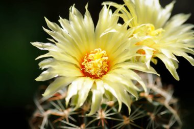 Thelocactus setispinus ya da Ferocactus hamatacanthus, Minyatür Fıçı Kaktüsü çiçeği ya da sarı çiçek ya da kaktüs çiçeği