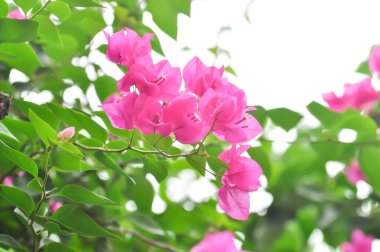 Bougainvillea ya da kağıt çiçek, kırmızı kağıt çiçek ya da fuşya çiçeği