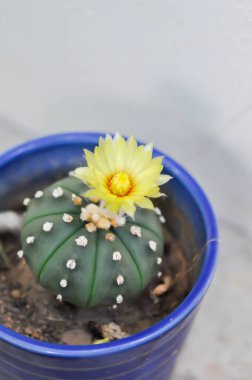 Astrofittum asterias çiçeği ya da saksıdaki kaktüs ya da Astrophytum ya da bahçede sarı çiçekli Astrophytum asterias.