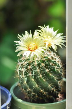 Thelocactus setispinus ya da Ferocactus hamatacanthus, Minyatür Fıçı Kaktüsü çiçeği ya da sarı çiçek ya da kaktüs çiçeği