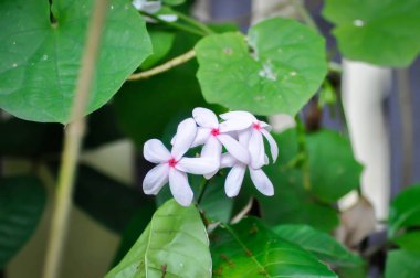 Kopsia fruticosa Kerr A DC, Kopsia fruticosa Roxb A DC veya APOCYNACEAE veya bahçede pembe çiçek