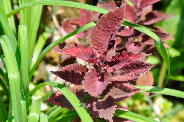 Coleus, Labiatae, Lamiaceae veya Plectranthus scutellarioides veya Solenostemon scutellarioides veya kırmızı bitki veya kırmızı yaprak