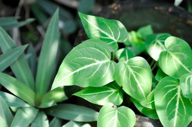 Caladium schomburgkii Schott, Araceae veya kaladyum bicolor