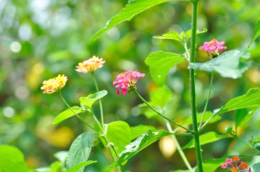 Lantana Camara L, Altın Kumaşı veya Çit Çiçeği veya Lantana veya Ağlayan Lantana veya Beyaz Adaçayı veya VerbENACEAE veya pembe ve turuncu çiçek