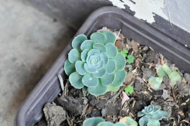 Echeveria runyonii gülü veya guatemala echeveria veya guatemala veya Echeveria veya Echeveria shaviana veya Delilah veya Kalanchoe, Crassulaceae veya K blossfeldiana veya succulents