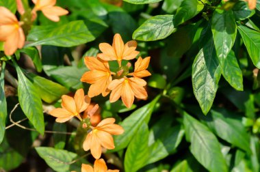 Crossandra veya ACANTHACEAE, crossandra infundibuliforis veya Crossandra infundibuliforis Merr veya turuncu çiçek
