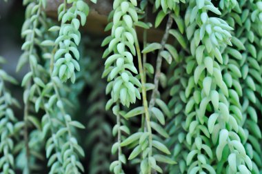Sedum morganianum, Crassulaceae veya Sedum veya sulu bitkiler