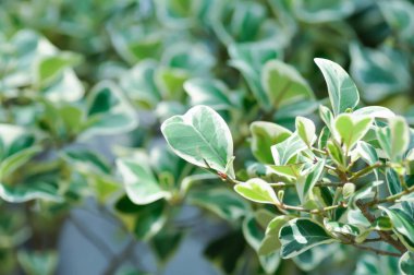 Ökse otu inciri, ökse otu lastik bitkisi ya da Ficus deltoidea ya da Ficus deltoidea Jack f variegata ya da MorACEAE ya da iki renkli bitki