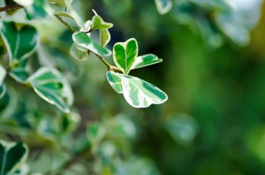 Ökse otu inciri, ökse otu lastik bitkisi ya da Ficus deltoidea ya da Ficus deltoidea Jack f variegata ya da MorACEAE ya da iki renkli bitki