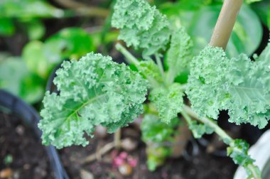 Kale, Brassica Oleracea bitkisi veya sebze