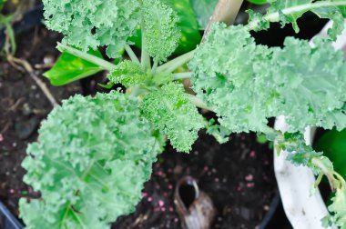 Kale, Brassica Oleracea bitkisi veya sebze