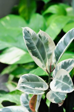 Dekora Ağacı, Hint Lastik Ağacı veya Kauçuk Bitkisi veya Değişken Hint Lastiği veya Ficus elastica veya Assam Rubber veya iki renkli bitki