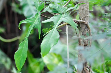 Philodendron pedatum Neşeli Eller veya ARACEAE, Philodendron Ağaca Bitki