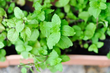 Nane şekeri, nane şekeri veya mentha cordifolia bitkisi.