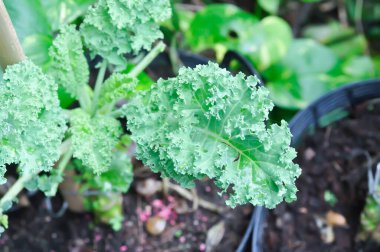 Kale, Brassica Oleracea bitkisi veya sebze