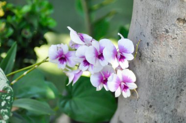 Bahçede mor orkide, beyaz ve mor orkide, orkide veya ORCHIDACEAE veya dendrobium enobi veya dendrobium orkidesi