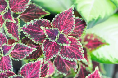 Coleus, Labiatae, Lamiaceae veya Plectranthus scutellarioides veya Solenostemon scutellarioides veya kırmızı bitki veya iki renkli bitki